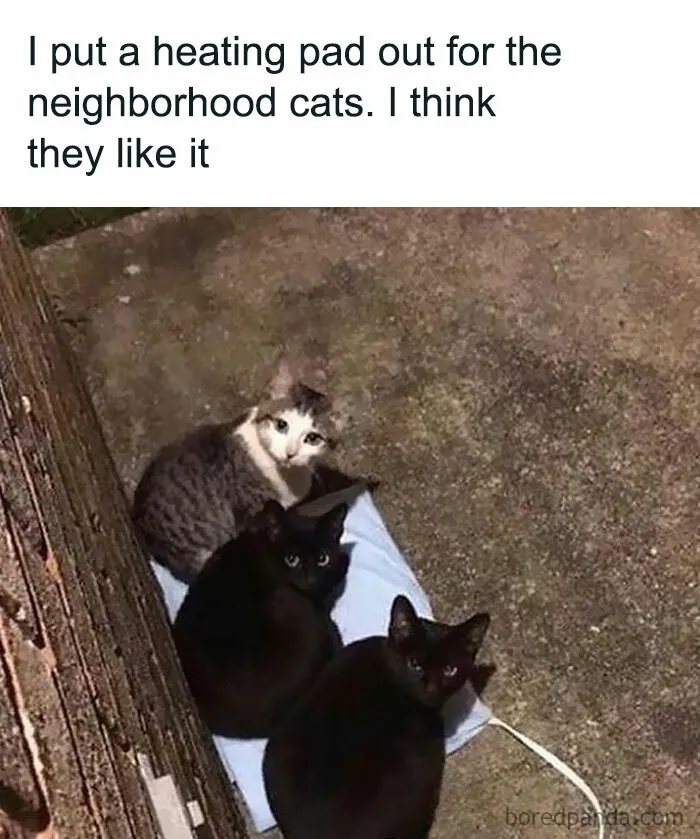 115 Silly Cats Who Are Just Out There Living Their Lives