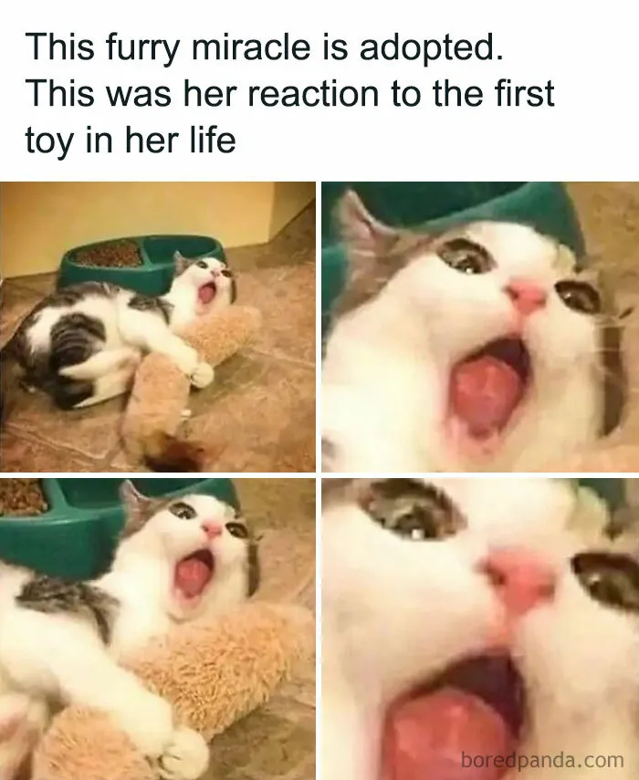 115 Silly Cats Who Are Just Out There Living Their Lives