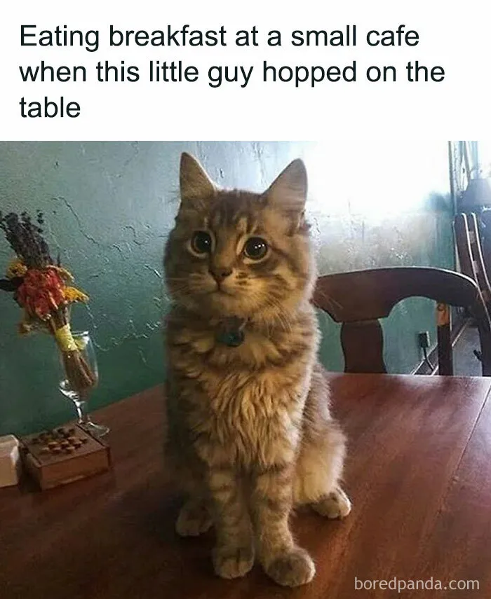 115 Silly Cats Who Are Just Out There Living Their Lives