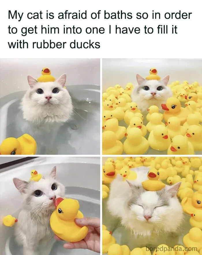 115 Silly Cats Who Are Just Out There Living Their Lives