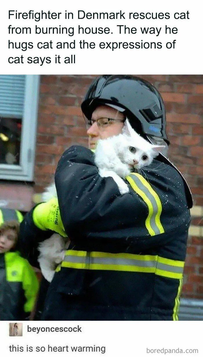 115 Silly Cats Who Are Just Out There Living Their Lives