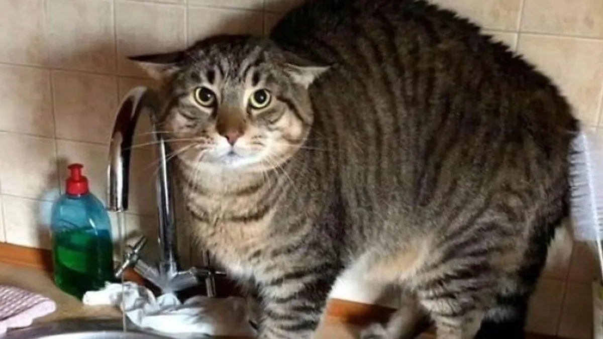 20 Memes de gatos adorables viviendo su vida