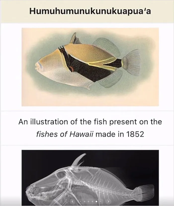 46 Animals With Names So Inappropriate, You Might Think The Scientists Were Just Messing With Us