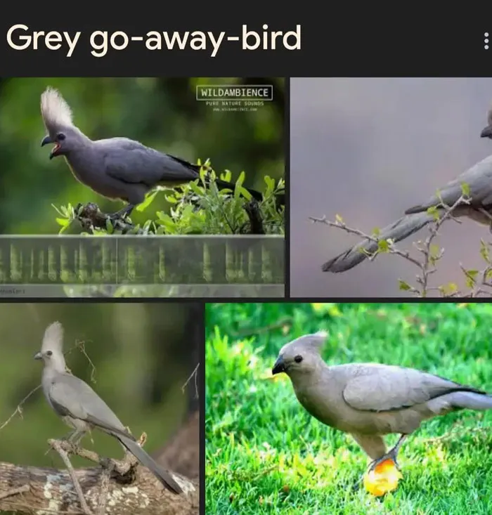 46 Animals With Names So Inappropriate, You Might Think The Scientists Were Just Messing With Us