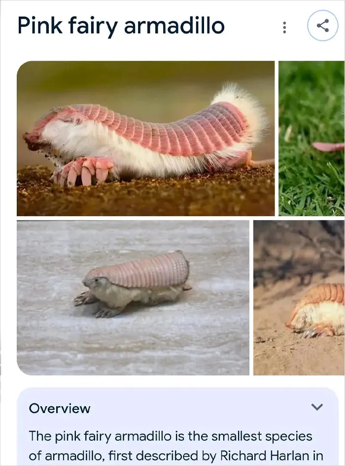 46 Animals With Names So Inappropriate, You Might Think The Scientists Were Just Messing With Us