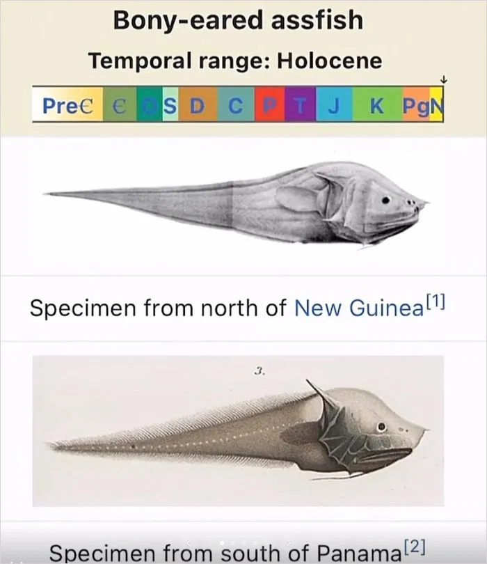 46 Animals With Names So Inappropriate, You Might Think The Scientists Were Just Messing With Us