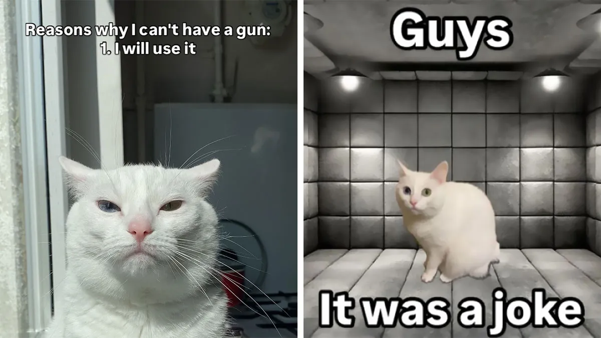 45 Feel-Good Memes From 'A Cat Named Snowflake'