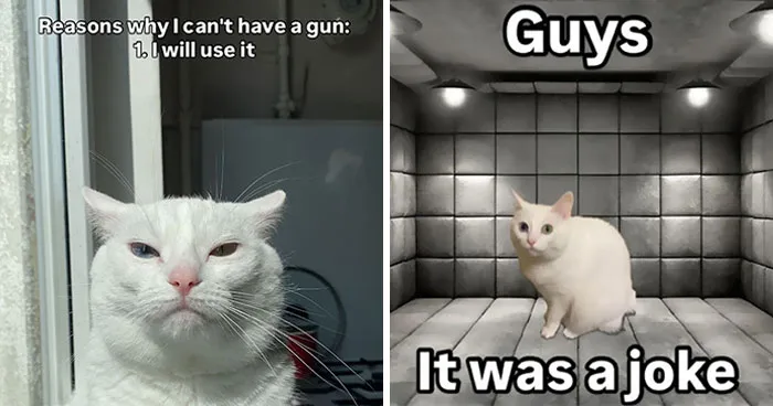 45 Feel-Good Memes From 'A Cat Named Snowflake'