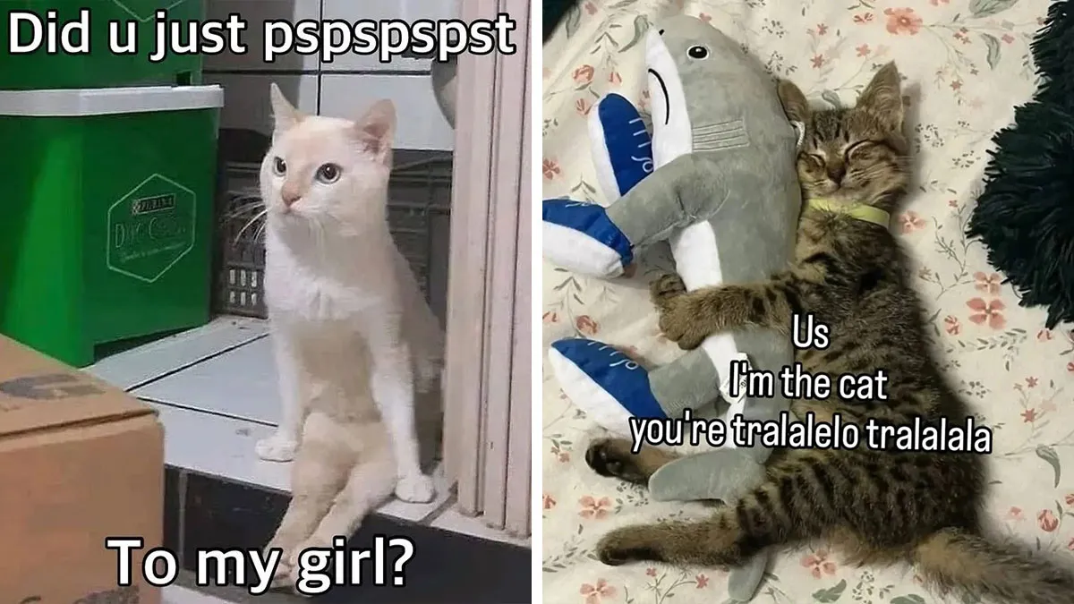 This Page Shares Its Funniest Cat Memes, And Here Are 85 Of The Best Ones