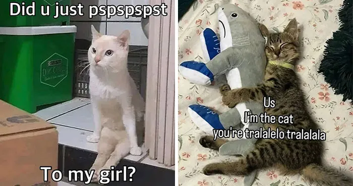 This Page Shares Its Funniest Cat Memes, And Here Are 85 Of The Best Ones
