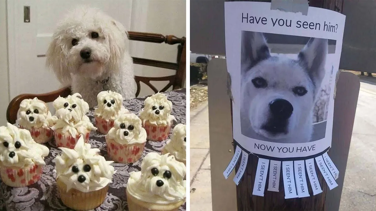 85 Irresistible Dog Moments Shared By This Community