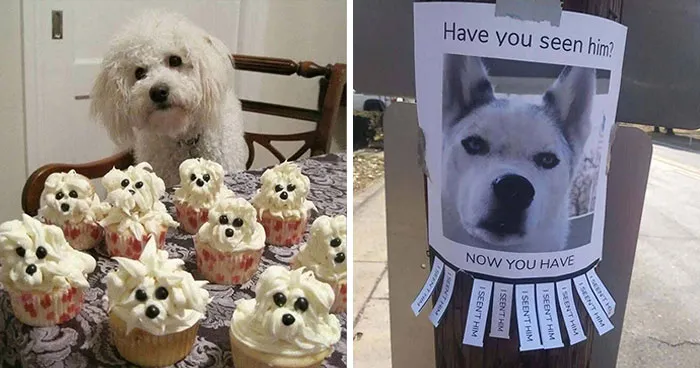 85 Irresistible Dog Moments Shared By This Community