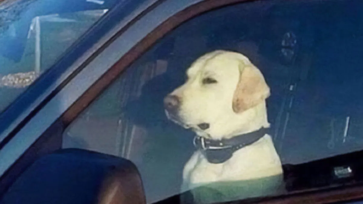 If Your Life Is On Fire And You Try To Convince This Is Fine, These 49 Memes Might Bring You Some Lightness