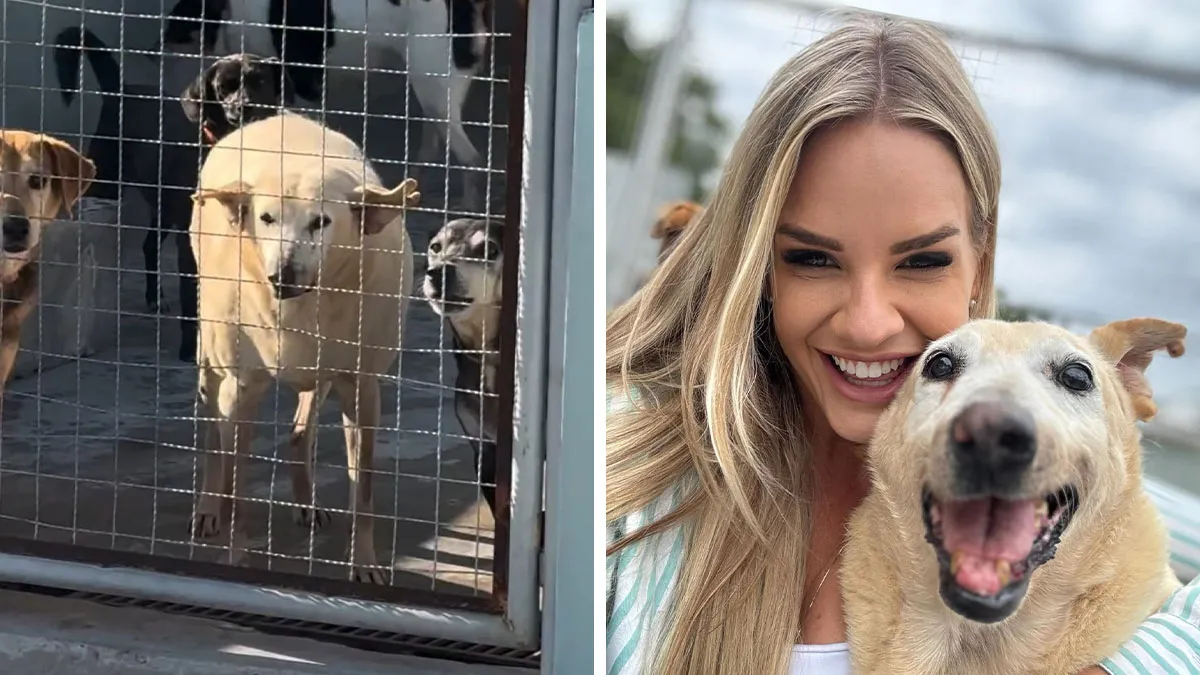 This Grandpa Dog Waited For Years To Be Chosen, And Now He Has A Second Chance At Life