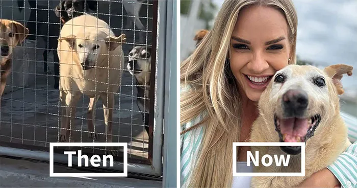 This Grandpa Dog Waited For Years To Be Chosen, And Now He Has A Second Chance At Life