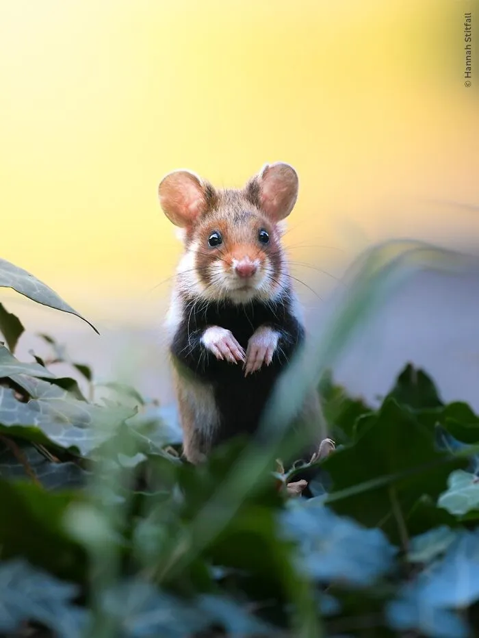 50 Jaw-Dropping Wildlife Photos From The People’s Choice Award