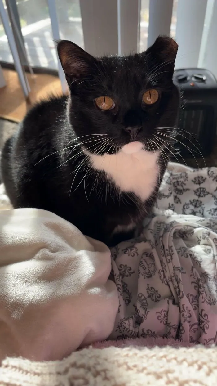30 People Spilled The Beans On How They Became Cat Owners, And The Stories Are Just Too Wholesome