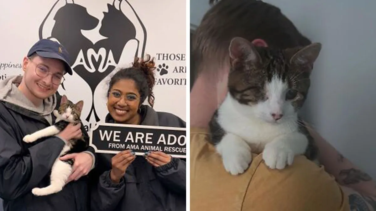 30 Rescue Transformations That Remind Us Why Second Chances Matter