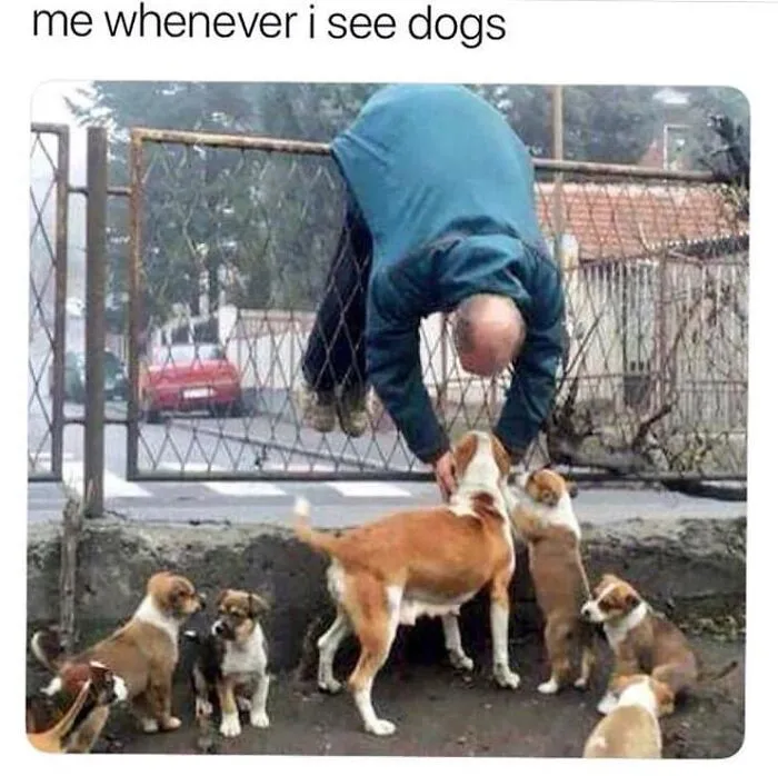 50 Hilarious Memes That You Might Want To Show Your Dog
