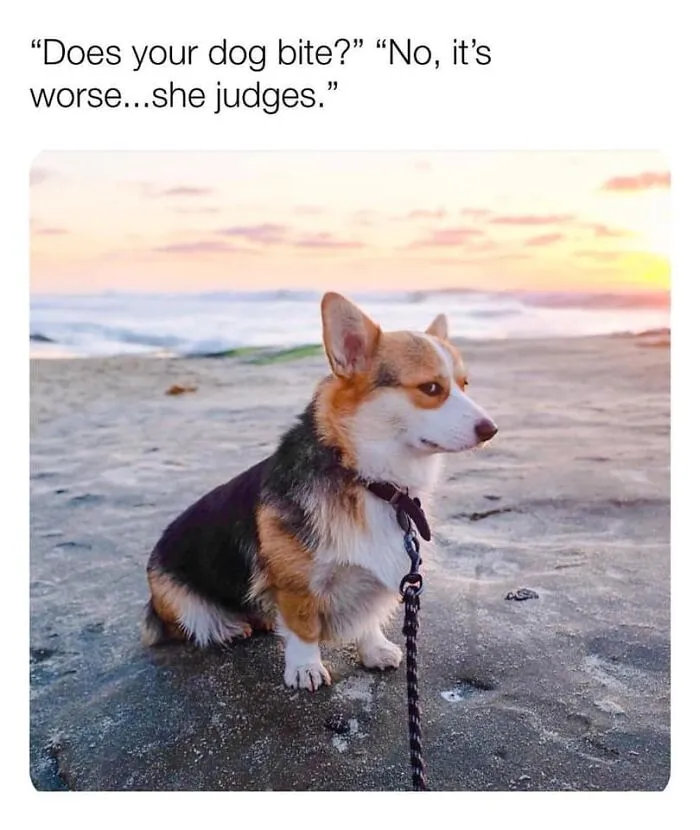 50 Hilarious Memes That You Might Want To Show Your Dog