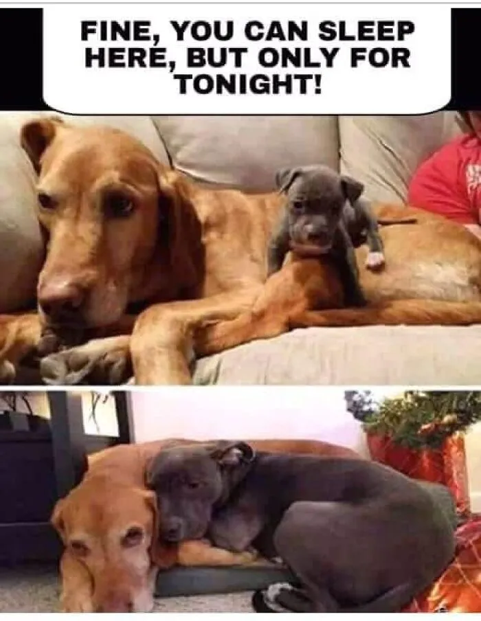 50 Hilarious Memes That You Might Want To Show Your Dog