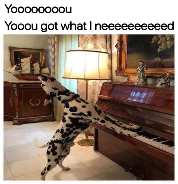 50 Hilarious Memes That You Might Want To Show Your Dog
