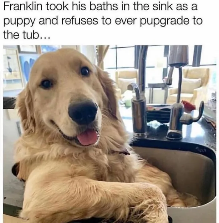 50 Hilarious Memes That You Might Want To Show Your Dog