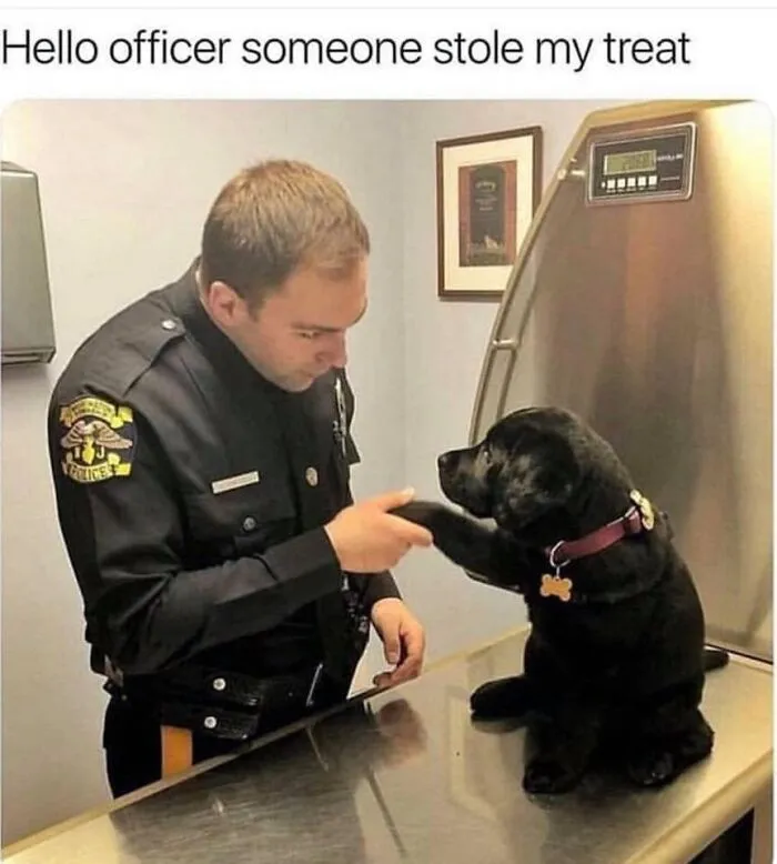 50 Hilarious Memes That You Might Want To Show Your Dog