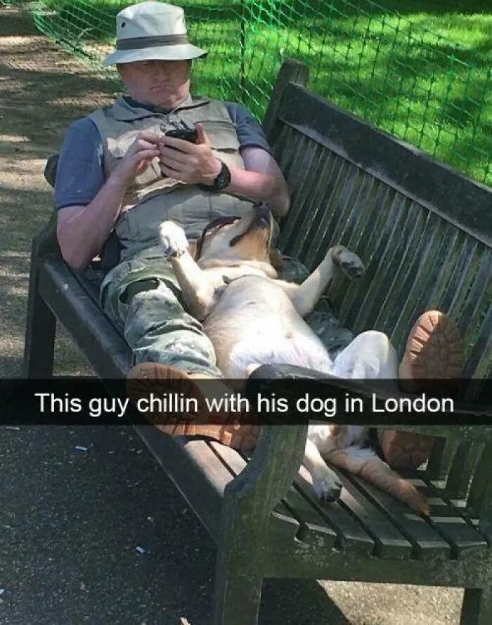 50 Hilarious Memes That You Might Want To Show Your Dog