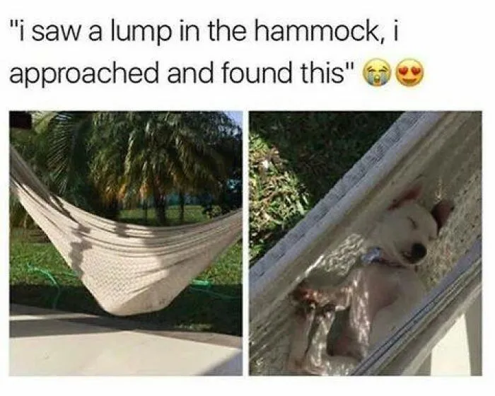 50 Hilarious Memes That You Might Want To Show Your Dog