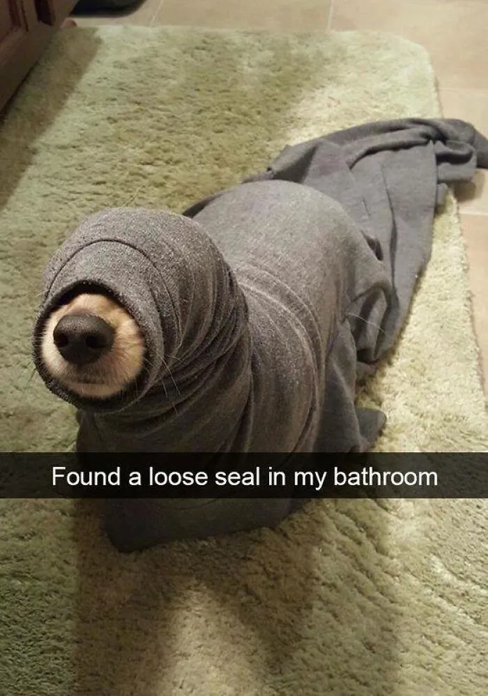 50 Hilarious Memes That You Might Want To Show Your Dog