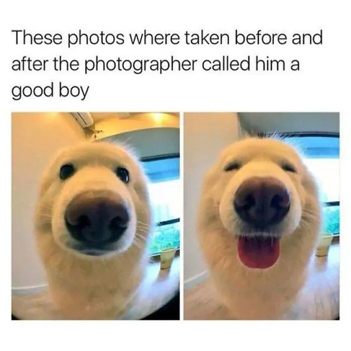 50 Hilarious Memes That You Might Want To Show Your Dog