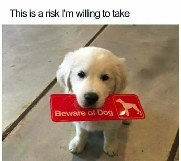 50 Hilarious Memes That You Might Want To Show Your Dog