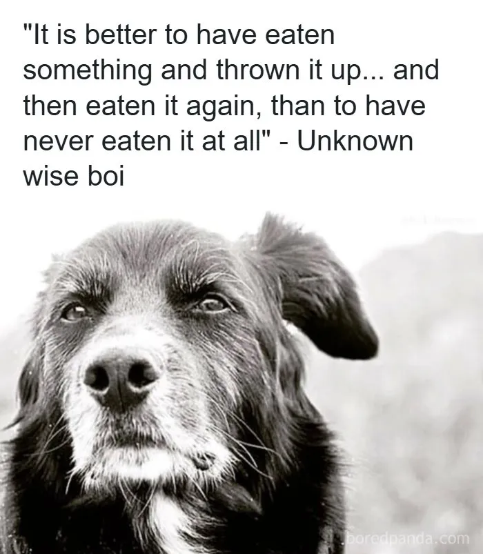 50 Hilarious Memes That You Might Want To Show Your Dog