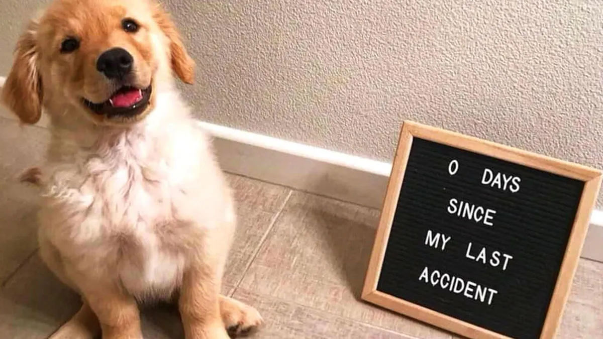 50 Hilarious Memes That You Might Want To Show Your Dog