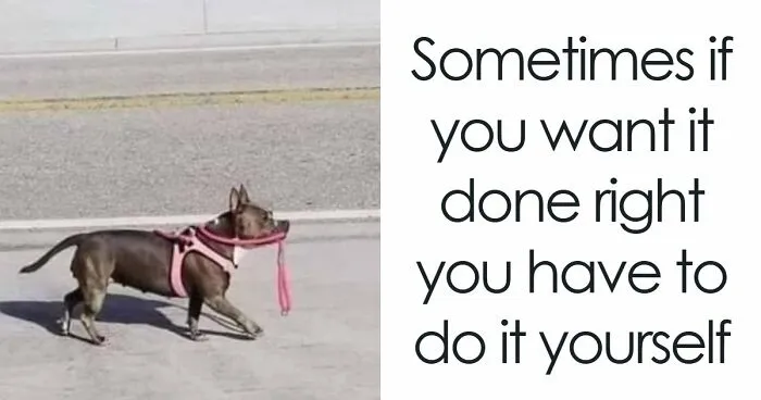50 Hilarious Memes That You Might Want To Show Your Dog