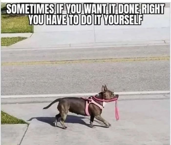 50 Hilarious Memes That You Might Want To Show Your Dog
