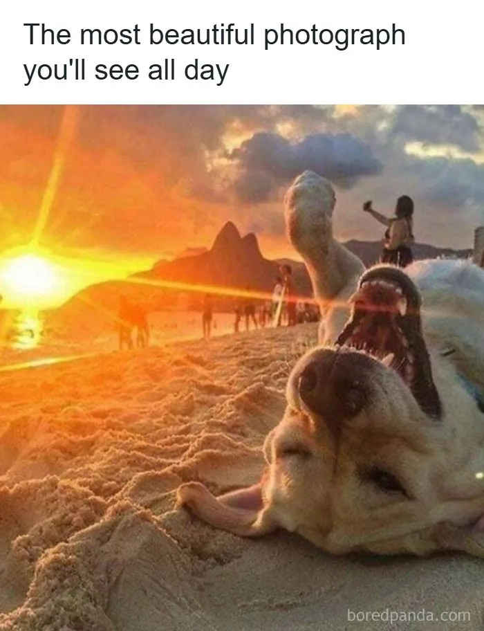 50 Hilarious Memes That You Might Want To Show Your Dog