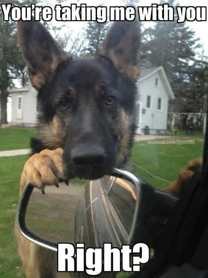 50 Hilarious Memes That You Might Want To Show Your Dog