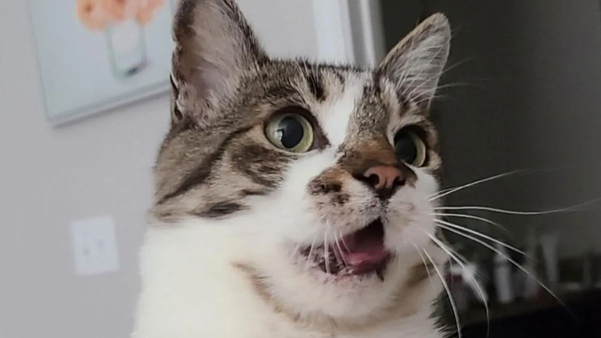 30 People Spilled The Beans On How They Became Cat Owners, And The Stories Are Just Too Wholesome