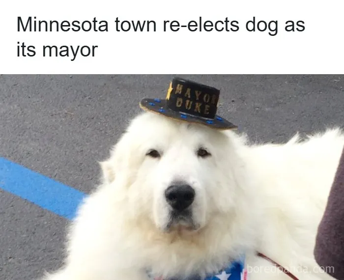 This Page Posts Pics Of Animals With Powerful Auras, And These 63 Are Hilarious (New Pics)