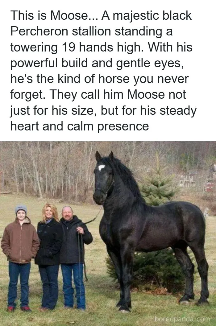 Of A Horse