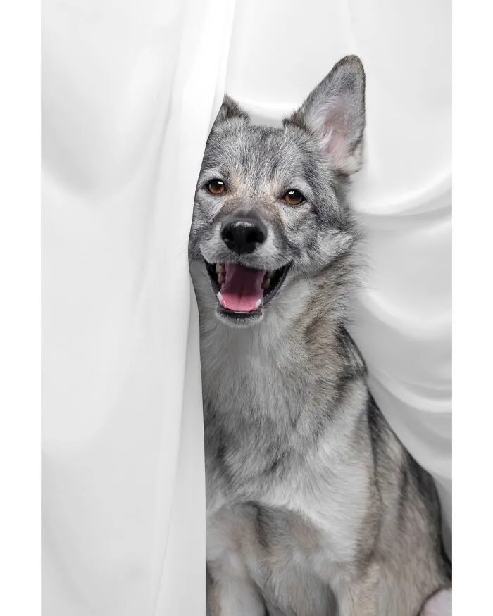 49 Expressive Pet Photos By Elke Vogelsang That Perfectly Capture Dogs’ Personalities