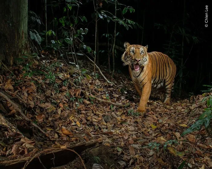 50 Jaw-Dropping Wildlife Photos From The People’s Choice Award