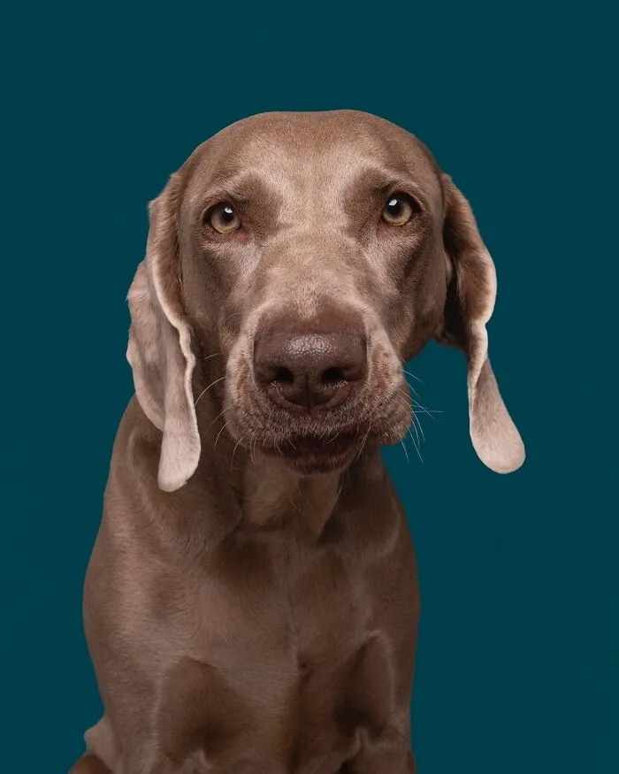 49 Expressive Pet Photos By Elke Vogelsang That Perfectly Capture Dogs’ Personalities
