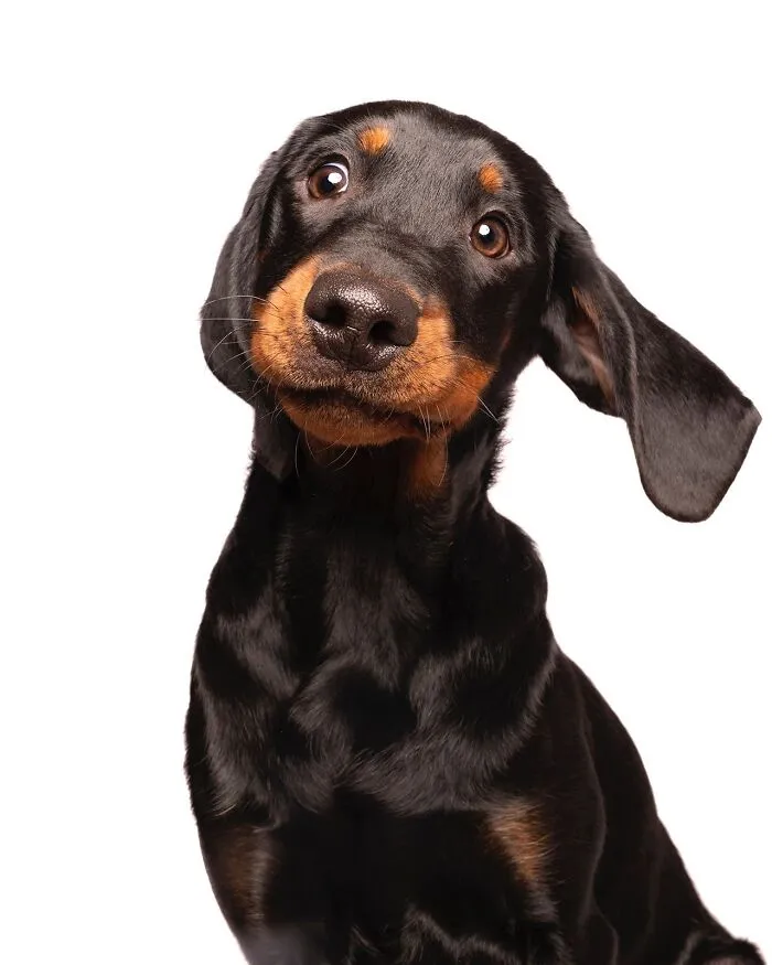 49 Expressive Pet Photos By Elke Vogelsang That Perfectly Capture Dogs’ Personalities