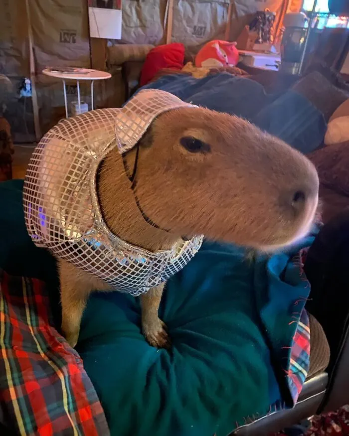 Capybara wearing a shiny mesh costume sitting on a blue cushion in a cozy indoor setting.