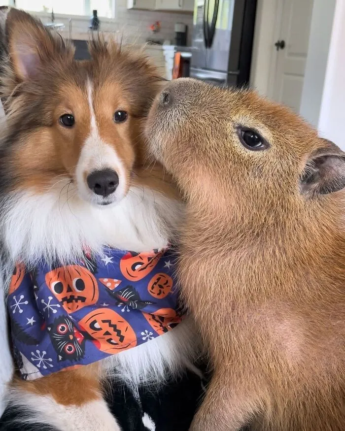 This Community Shares Wholesome Capybara Content, And Here Are 75 Of Their Best Pics