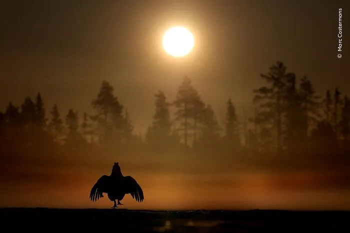 50 Jaw-Dropping Wildlife Photos From The People’s Choice Award