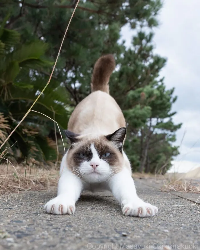 Japanese Street Cats Are Back With 43 New Photos Full Of Chaos And Charm